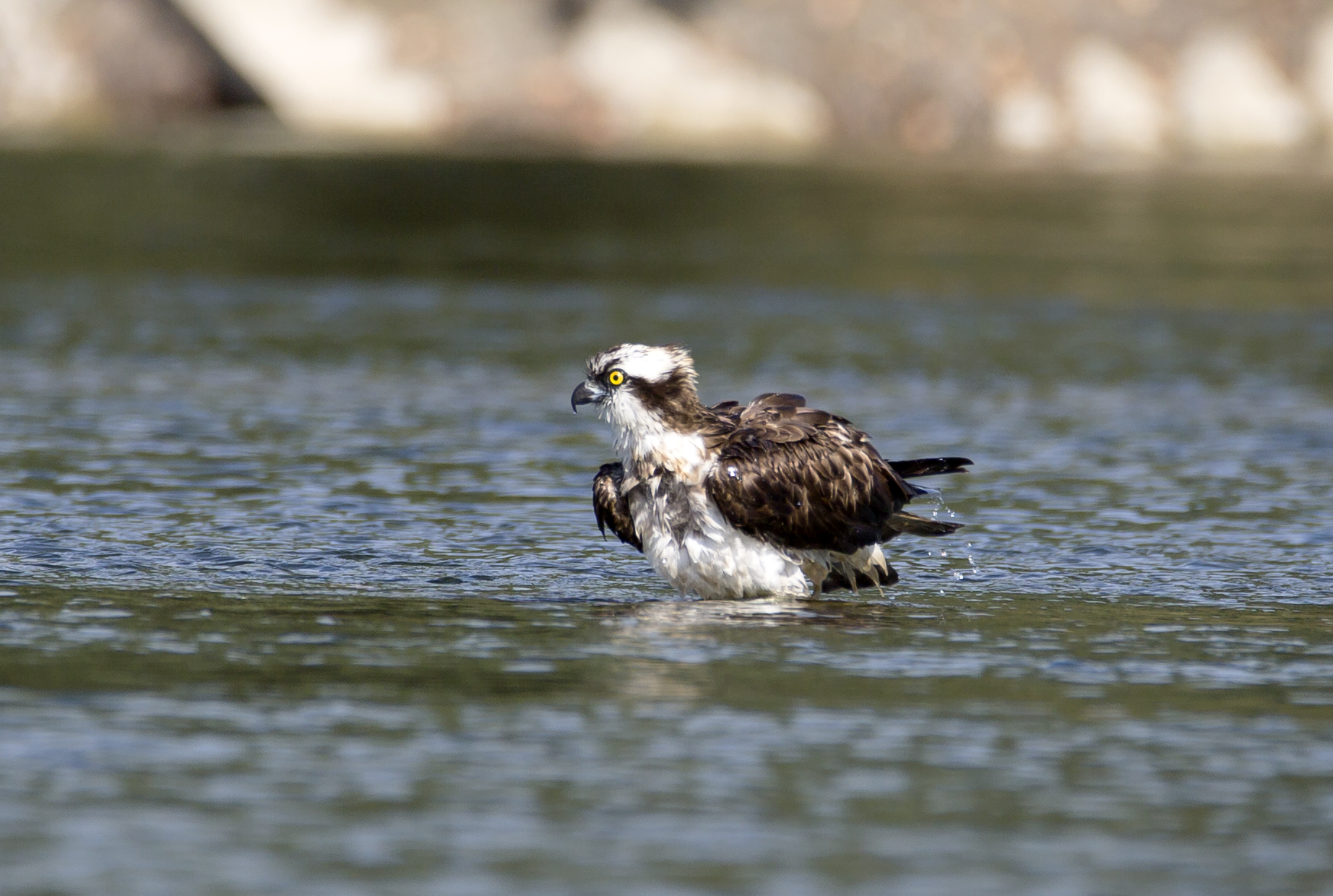 Balbuzard pêcheur © Loïc Bourgeois